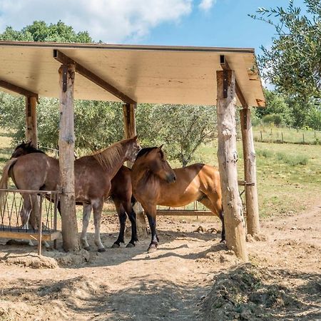 Agriturismo Goccia Di Luna Umbertide Ngoại thất bức ảnh