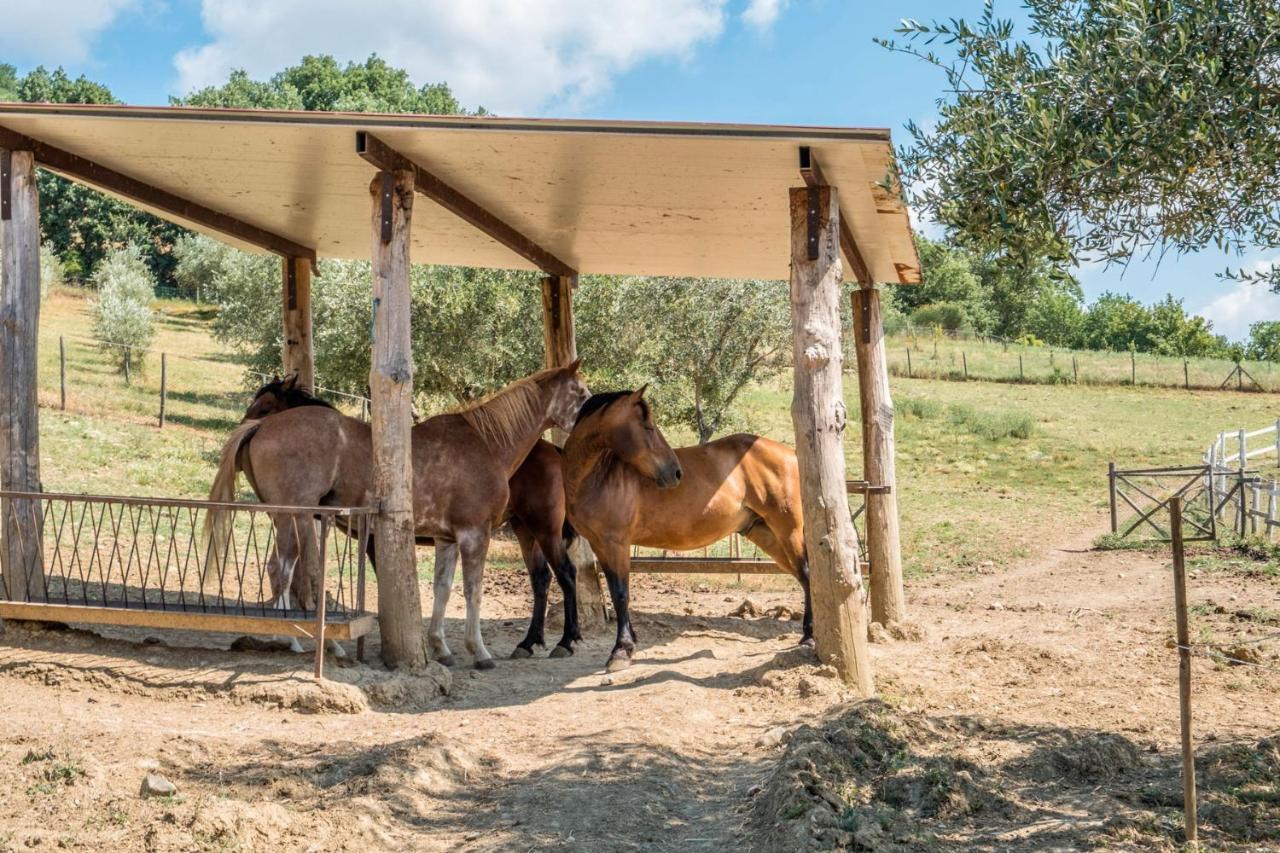 Agriturismo Goccia Di Luna Umbertide Ngoại thất bức ảnh